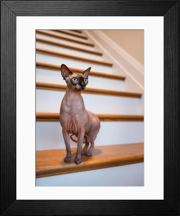 Framed Print : Portrait of hairless sphynx cat standing on staircase in home Framed Print : Portrait of hairless sphynx cat standing on staircase in home