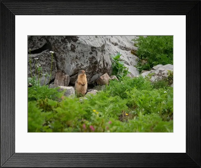 Framed Print : Yellow-bellied marmot (Marmota flaviventris) in an alpine mountain meadow, Kananaskis Country, Alberta Framed Print : Yellow-bellied marmot (Marmota flaviventris) in an alpine mountain meadow, Kananaskis Country, Alberta