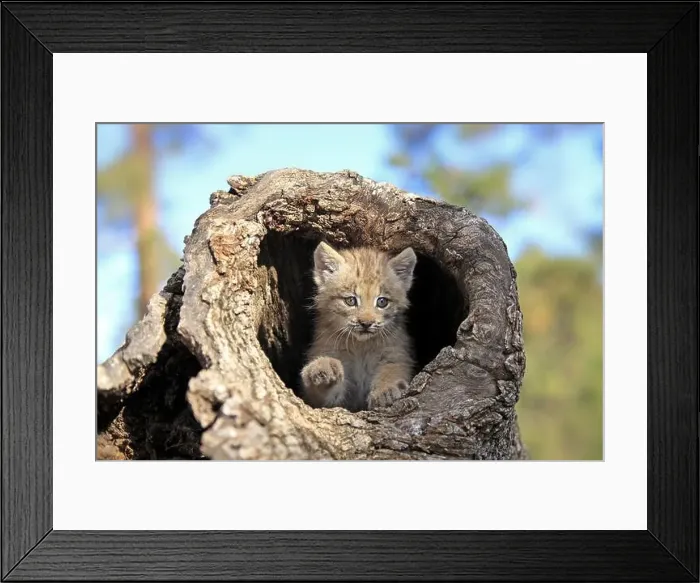 Framed Print : Canada lynx (Lynx canadensis), young, den, tree, eight weeks old, Montana, USA, North America Framed Print : Canada lynx (Lynx canadensis), young, den, tree, eight weeks old, Montana, USA, North America