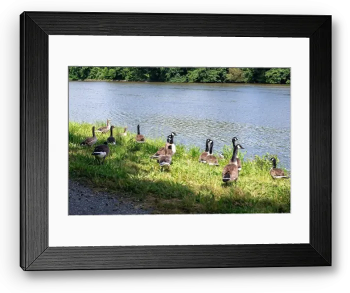 Framed Print : Many Canada geese ( Branta canadensis ) in the green grass in the wild, on the bank of a river Framed Print : Many Canada geese ( Branta canadensis ) in the green grass in the wild, on the bank of a river
