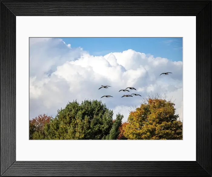 Framed Print : Canada geese flying in formation over colorful trees in autumn. Big white clouds in background Framed Print : Canada geese flying in formation over colorful trees in autumn. Big white clouds in background