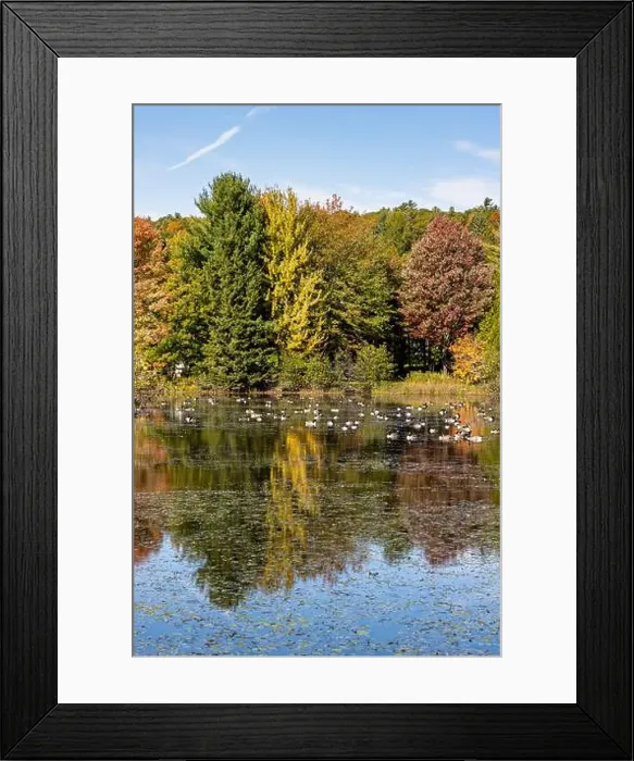 Framed Print : Group of Canada geese on a pond