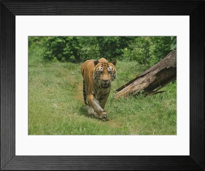 Framed Print : A Bengal tiger walks in the bushes during the day Framed Print : A Bengal tiger walks in the bushes during the day