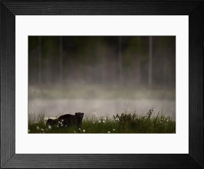 Framed Print : Fog morning with wolverine. Finland wildlife Framed Print : Fog morning with wolverine. Finland wildlife