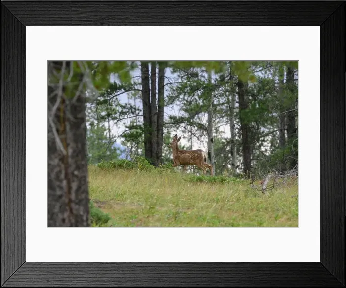 Framed Print : Young spotted mule deer fawns (Odocoileus hemionus), Canmore, Alberta, Canada Framed Print : Young spotted mule deer fawns (Odocoileus hemionus), Canmore, Alberta, Canada
