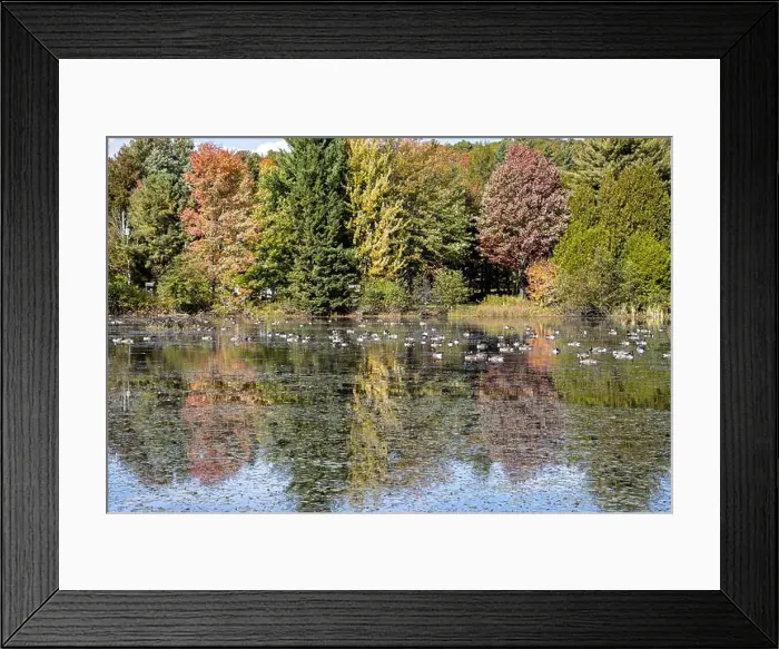 Framed Print : Canada geese on a pound in autumn Framed Print : Canada geese on a pound in autumn