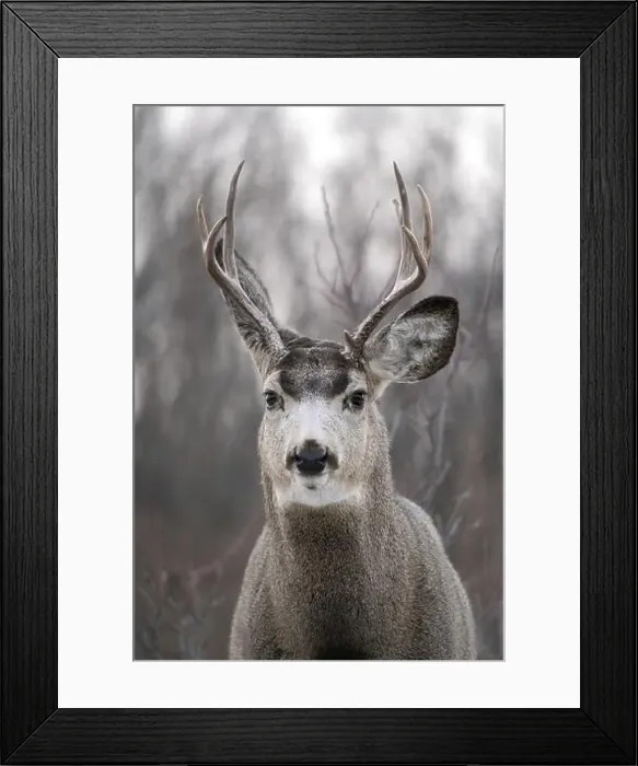 Framed Print : Prairie Deer Saskatchewan Canada rural countryside scenic Framed Print : Prairie Deer Saskatchewan Canada rural countryside scenic