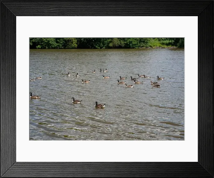 Framed Print : Many Canada geese ( Branta canadensis ) swimming in the water near the river bank