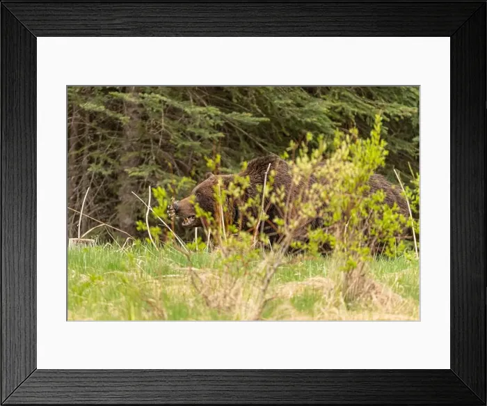 Framed Print : Wild grizzly bear (Ursus arctos horribilis) seen in Jasper National Park during summer time while foraging Framed Print : Wild grizzly bear (Ursus arctos horribilis) seen in Jasper National Park during summer time while foraging