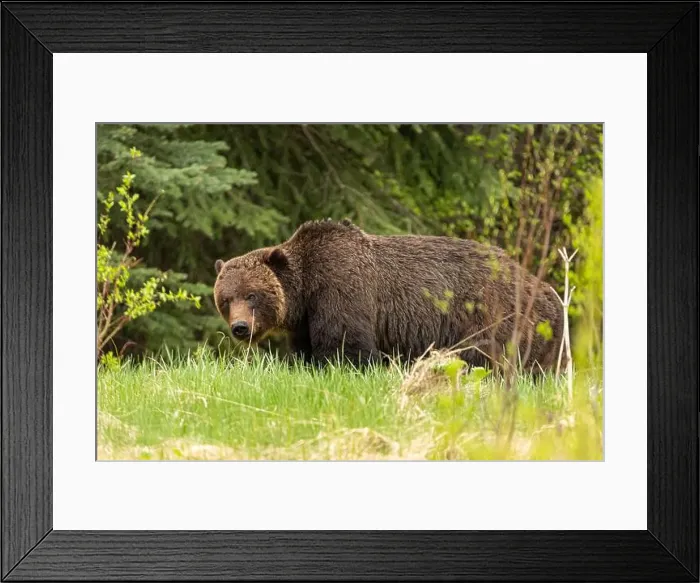 Framed Print : Wild grizzly bear (Ursus arctos horribilis) seen in Jasper National Park during summer time while foraging Framed Print : Wild grizzly bear (Ursus arctos horribilis) seen in Jasper National Park during summer time while foraging