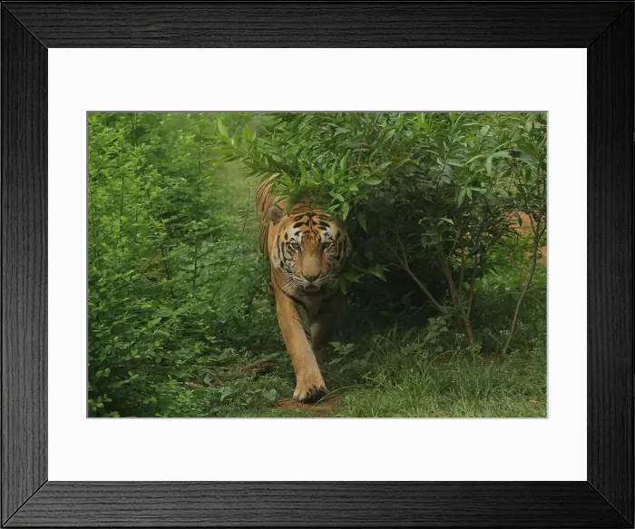 Framed Print : A Bengal tiger walks in the bushes during the day Framed Print : A Bengal tiger walks in the bushes during the day