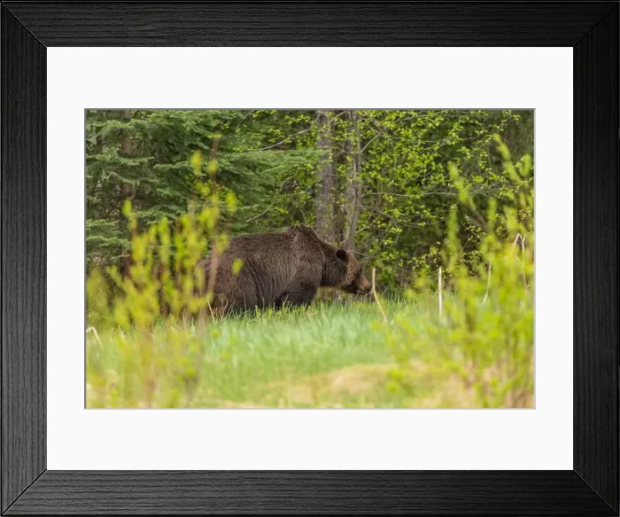 Framed Print : Wild grizzly bear (Ursus arctos horribilis) seen in Jasper National Park during summer time while foraging Framed Print : Wild grizzly bear (Ursus arctos horribilis) seen in Jasper National Park during summer time while foraging