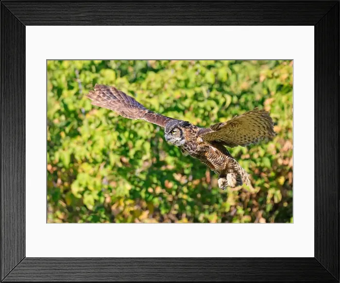 Framed Print : Great-horned Owl flying in the forest with green background, Quebec, Canada Framed Print : Great-horned Owl flying in the forest with green background, Quebec, Canada