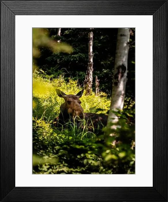Framed Print : Moose in the Forest Framed Print : Moose in the Forest