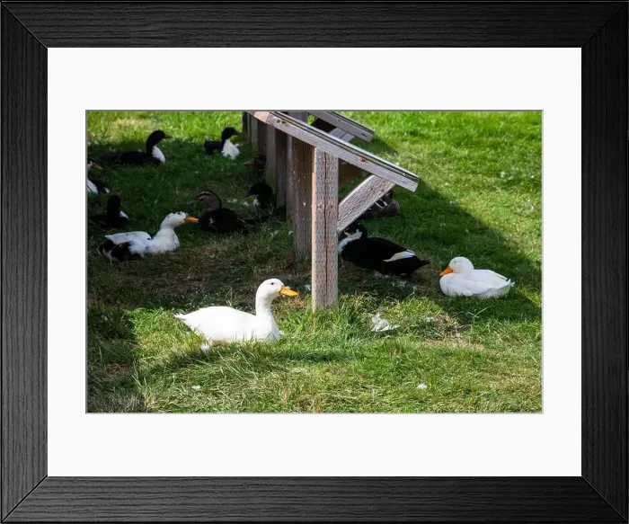 Framed Print : Ducks on the grass at Lance Cove on Bell Island, Newfoundland & Labrador, Canada Framed Print : Ducks on the grass at Lance Cove on Bell Island, Newfoundland & Labrador, Canada