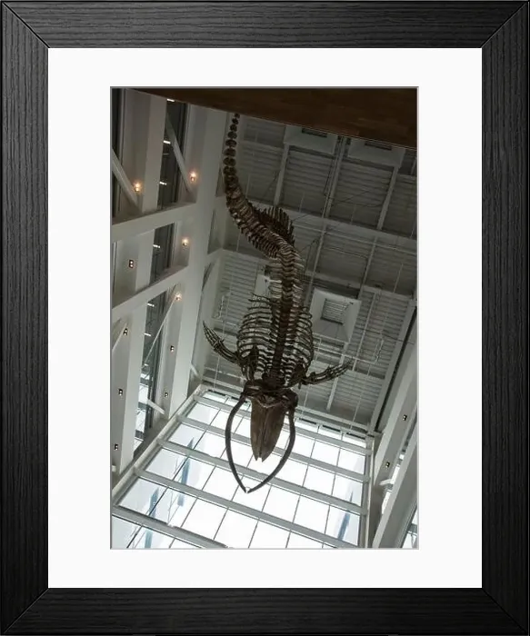 Framed Print : Whale bone skeleton displayed inside Memorial University on Mt. Scio Road in St. John's, Newfoundland & Labrador, Canada Framed Print : Whale bone skeleton displayed inside Memorial University on Mt. Scio Road in St. John's, Newfoundland & Labrador, Canada