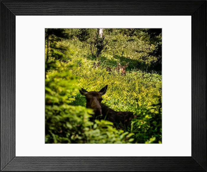 Framed Print : Moose in the Forest Framed Print : Moose in the Forest