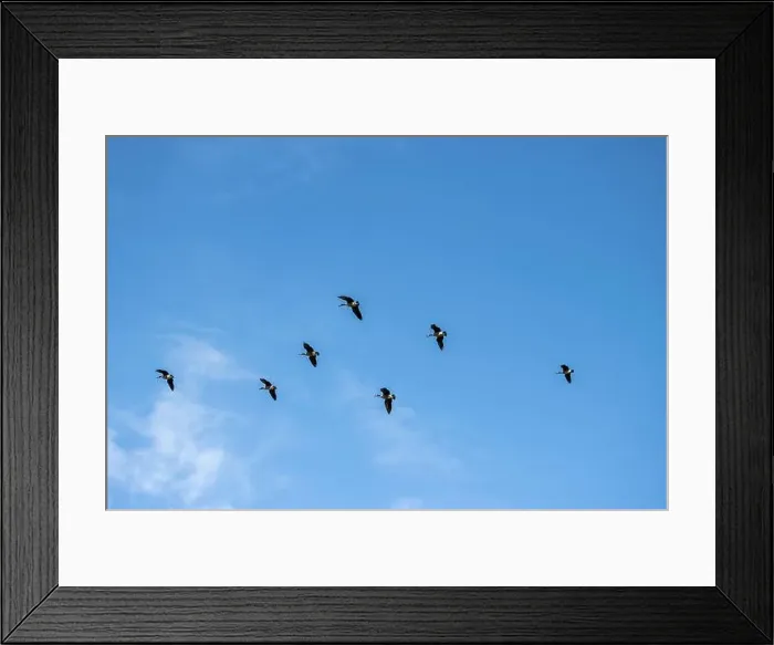 Framed Print : Canada geese flying in formation under a blue sky with light clouds. View from the ground Framed Print : Canada geese flying in formation under a blue sky with light clouds. View from the ground