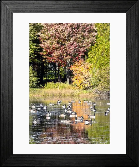 Framed Print : Close view of a group of Canada geese on a pond Framed Print : Close view of a group of Canada geese on a pond