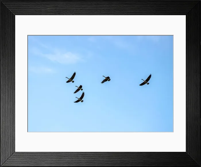 Framed Print : Canada geese flying in formation under a blue sky. View from the ground Framed Print : Canada geese flying in formation under a blue sky. View from the ground