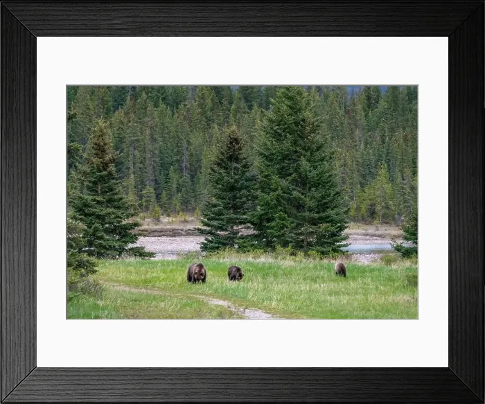 Framed Print : Wild grizzly bear family, Mom Framed Print : Wild grizzly bear family, Mom