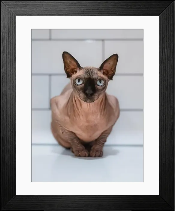 Framed Print : Close up portrait of hairless sphynx cat crouched on kitchen counter Framed Print : Close up portrait of hairless sphynx cat crouched on kitchen counter