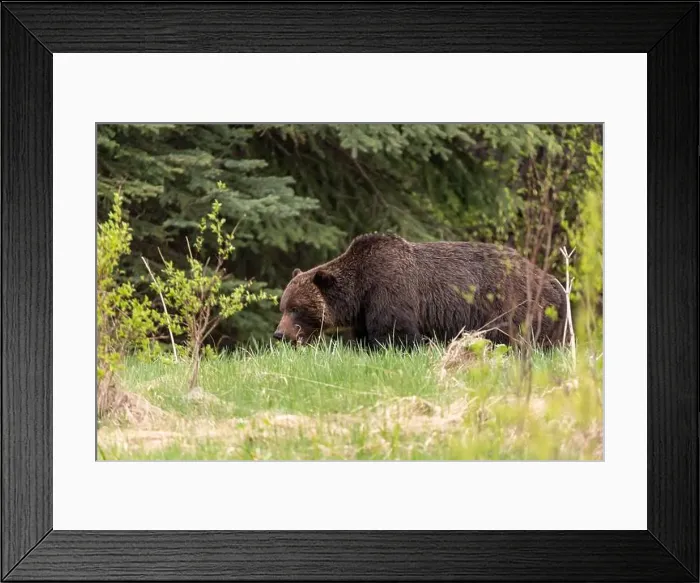 Framed Print : Wild grizzly bear (Ursus arctos horribilis) seen in Jasper National Park during summer time while foraging Framed Print : Wild grizzly bear (Ursus arctos horribilis) seen in Jasper National Park during summer time while foraging