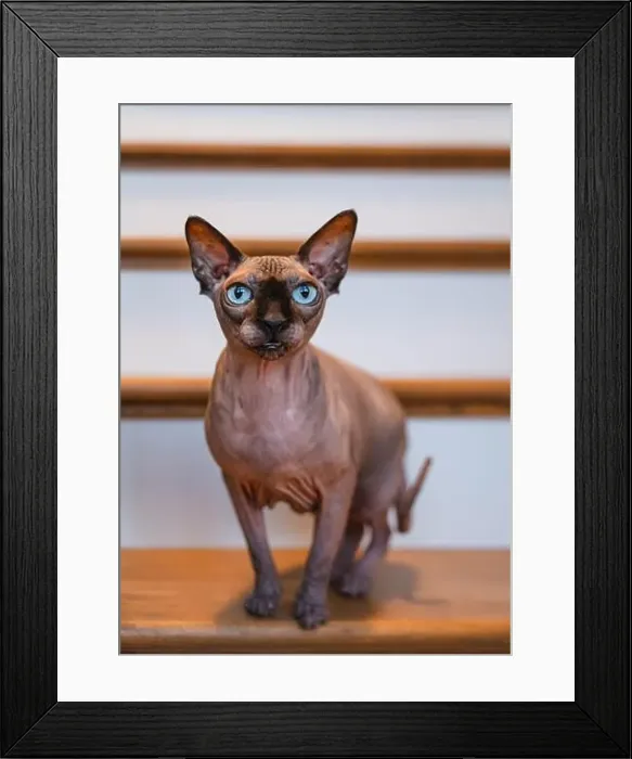 Framed Print : Close up portrait of hairless sphynx cat standing on staircase Framed Print : Close up portrait of hairless sphynx cat standing on staircase