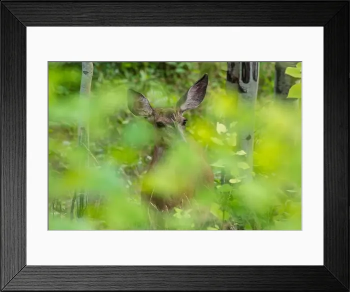 Framed Print : Mule Deer doe in dense forest (Odocoileus hemionus), Canmore, Alberta