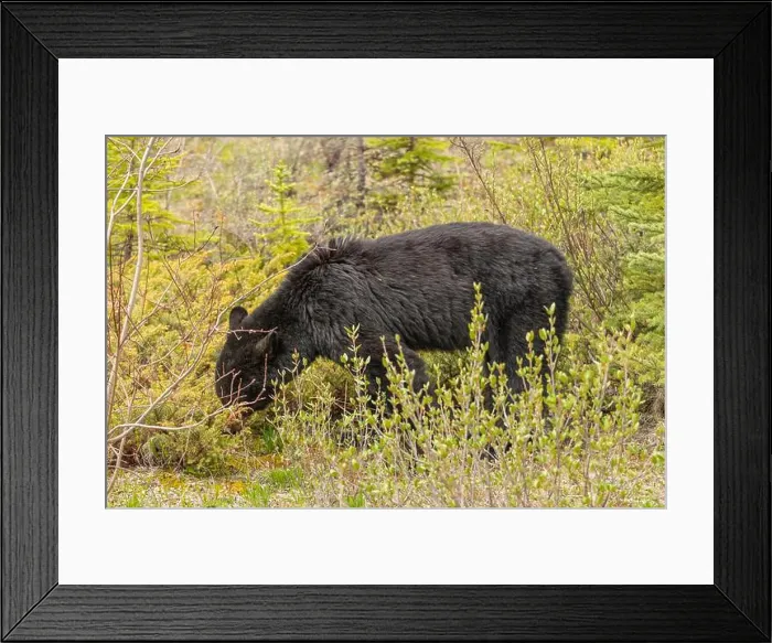 Framed Print : Wild black bear (Ursus americanus) seen in Jasper National Park during summer time while foraging