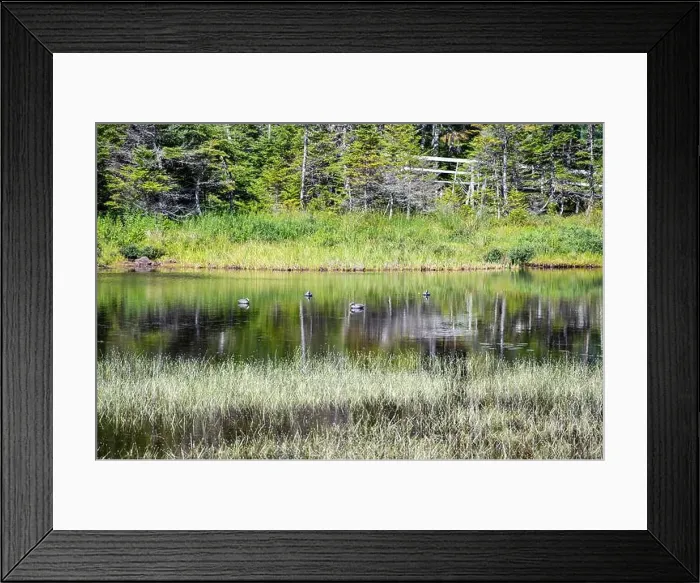 Framed Print : Wetland birds on the pond at Salmonier Nature Park on NL 90 in Holyrood, Newfoundland & Labrador, Canada Framed Print : Wetland birds on the pond at Salmonier Nature Park on NL 90 in Holyrood, Newfoundland & Labrador, Canada