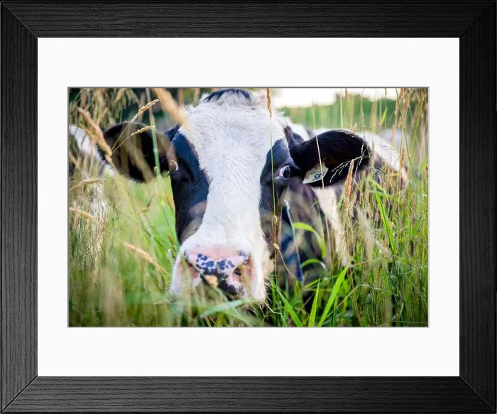 Framed Print : Photography of a dairy cow up close in tall grassy field Framed Print : Photography of a dairy cow up close in tall grassy field