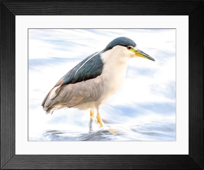 Framed Print : Portrait of a Black-crowned night heron sitting on the river Framed Print : Portrait of a Black-crowned night heron sitting on the river
