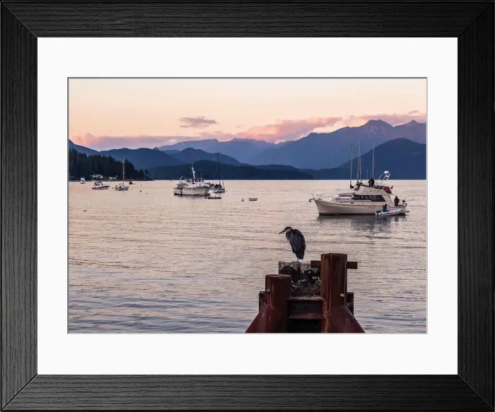 Framed Print : Boats in the marina at sunset at Gibsons on the Sunshine Coast in BC, Canada. A heron sits on a post in the foreground Framed Print : Boats in the marina at sunset at Gibsons on the Sunshine Coast in BC, Canada. A heron sits on a post in the foreground
