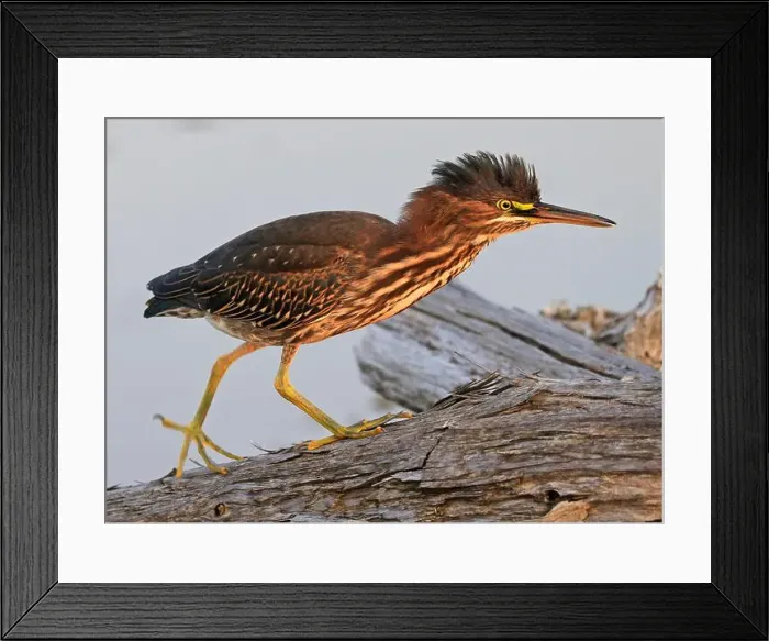 Framed Print : Green Heron walking on a tree trunk on the swamp in the forest, Canada Framed Print : Green Heron walking on a tree trunk on the swamp in the forest, Canada