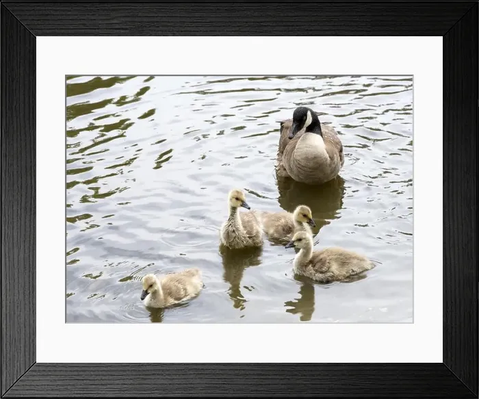 Framed Print : Adult Canada geese with goslings swimming in a pond at a public city park on a sunny spring day Framed Print : Adult Canada geese with goslings swimming in a pond at a public city park on a sunny spring day