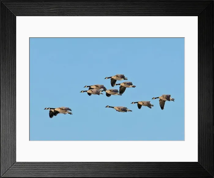 Framed Print : A flock of canadian geese fly in formation on a bright and sunny day in eastern Washington Framed Print : A flock of canadian geese fly in formation on a bright and sunny day in eastern Washington