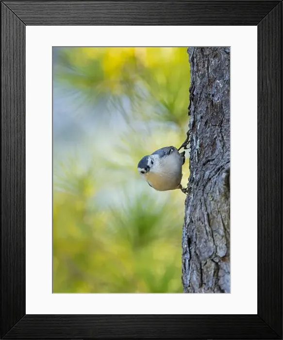 Framed Print : Cute White-breasted Nuthatch on the side of a tree with colorful bokeh green blue background Framed Print : Cute White-breasted Nuthatch on the side of a tree with colorful bokeh green blue background