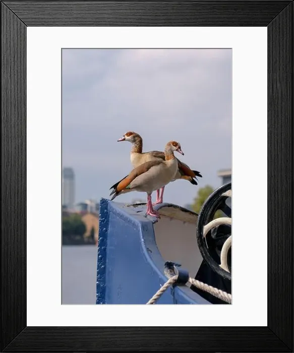 Framed Print : Egyptian Geese sitting in the sun, Millwall Outer Dock, Isle of Dogs, London. September 2024 Framed Print : Egyptian Geese sitting in the sun, Millwall Outer Dock, Isle of Dogs, London. September 2024