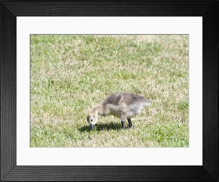 Framed Print : Close up of one gosling, canada goose, walking in grassy city park field, eating grass Framed Print : Close up of one gosling, canada goose, walking in grassy city park field, eating grass