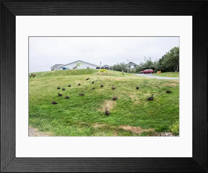 Framed Print : Ducks on the grass at Worsley Park in Conception Bay South, Newfoundland & Labrador, Canada Framed Print : Ducks on the grass at Worsley Park in Conception Bay South, Newfoundland & Labrador, Canada