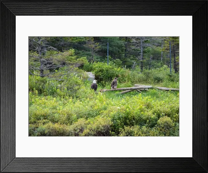 Framed Print : Bald eagle couple at Salmonier Nature Park on NL 90 in Holyrood, Newfoundland & Labrador, Canada Framed Print : Bald eagle couple at Salmonier Nature Park on NL 90 in Holyrood, Newfoundland & Labrador, Canada