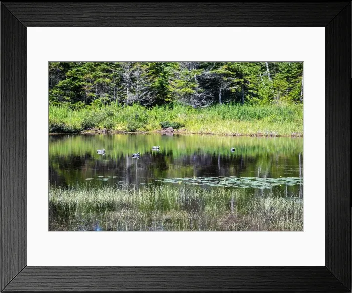 Framed Print : Wetland birds on the pond at Salmonier Nature Park on NL 90 in Holyrood, Newfoundland & Labrador, Canada Framed Print : Wetland birds on the pond at Salmonier Nature Park on NL 90 in Holyrood, Newfoundland & Labrador, Canada
