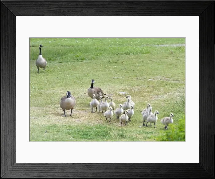 Framed Print : Canada Geese with goslings walking in a grassy area in a city park Framed Print : Canada Geese with goslings walking in a grassy area in a city park