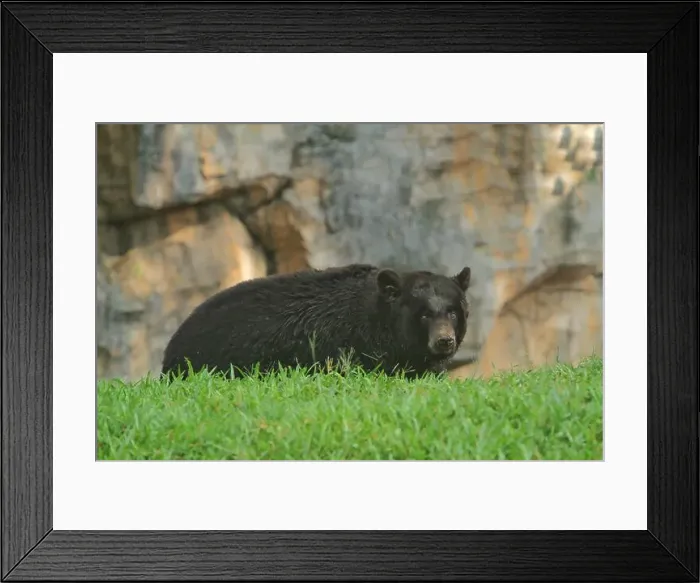 Framed Print : a black bear stared intently ahead in the grass Framed Print : a black bear stared intently ahead in the grass