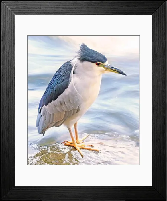 Framed Print : Portrait of a Black-crowned night heron sitting on the river border Framed Print : Portrait of a Black-crowned night heron sitting on the river border