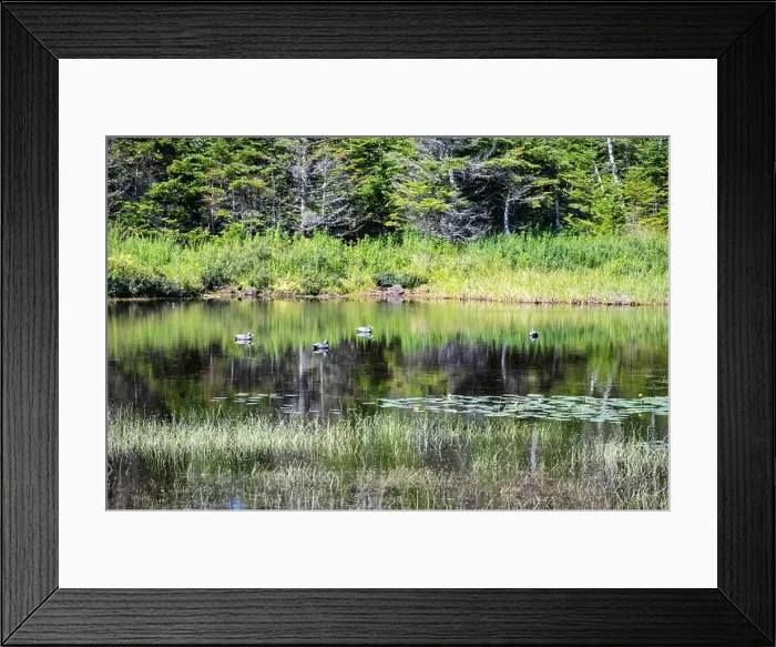 Framed Print : Wetland birds on the pond at Salmonier Nature Park on NL 90 in Holyrood, Newfoundland & Labrador, Canada Framed Print : Wetland birds on the pond at Salmonier Nature Park on NL 90 in Holyrood, Newfoundland & Labrador, Canada