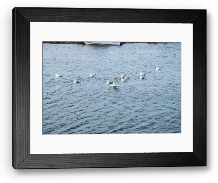 Framed Print : Seagulls wading in the water in Ferryland, Newfoundland & Labrador, Canada