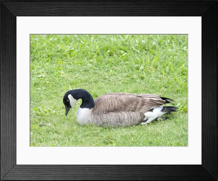 Framed Print : One adult Canada Goose laying in green grass in city park Framed Print : One adult Canada Goose laying in green grass in city park