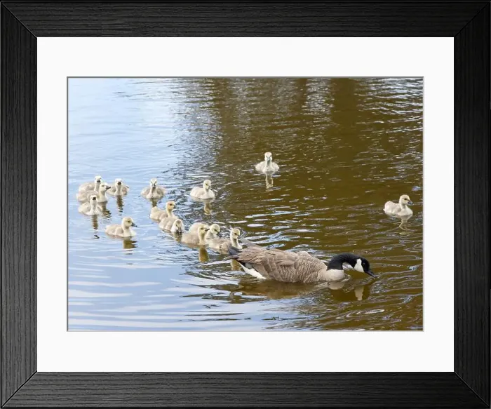 Framed Print : Adult Canada geese with goslings swimming in a pond at a public city park on a sunny spring day Framed Print : Adult Canada geese with goslings swimming in a pond at a public city park on a sunny spring day